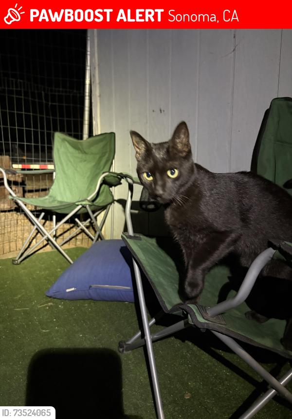 Lost Male Cat last seen Arnold Drive and Madrone Rd, Sonoma, CA 95476