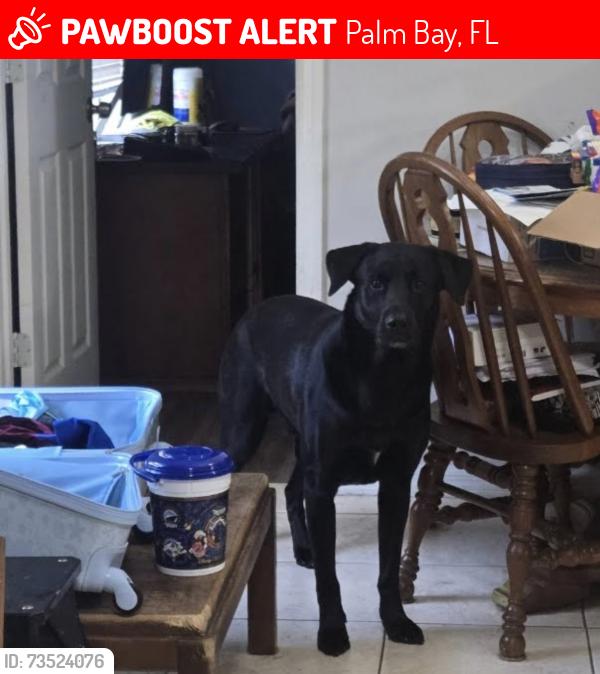 Lost Male Dog last seen Ace ave, Palm Bay, FL 32909