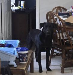 Lost Male Dog last seen Ace ave, Palm Bay, FL 32909