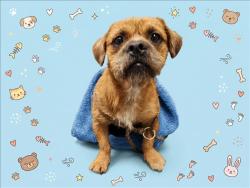 Shelter Stray Male Dog last seen , 1850 W 60th St, Los Angeles, CA 90047, USA