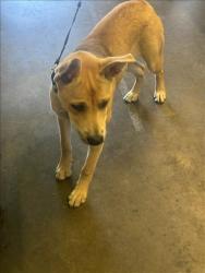 Shelter Stray Female Dog last seen , 1850 W 60th St, Los Angeles, CA 90047, USA