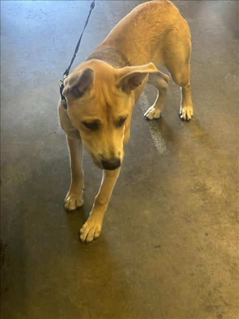 Shelter Stray Female Dog last seen , 1850 W 60th St, Los Angeles, CA 90047, USA
