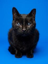Shelter Stray Female Cat last seen BEACH BLVD, 2020 Forest St, Jacksonville, FL 32204, USA