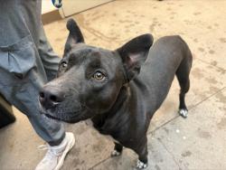 Shelter Stray Male Dog last seen , 4000 N Silverbell Rd, Tucson, AZ 85745, USA