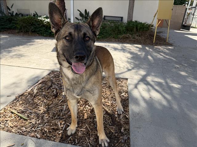 Shelter Stray Male Dog last seen , 957 N Gaffey St, San Pedro, CA 90731, USA