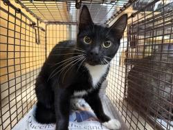 Shelter Stray Female Cat last seen , 957 N Gaffey St, San Pedro, CA 90731, USA