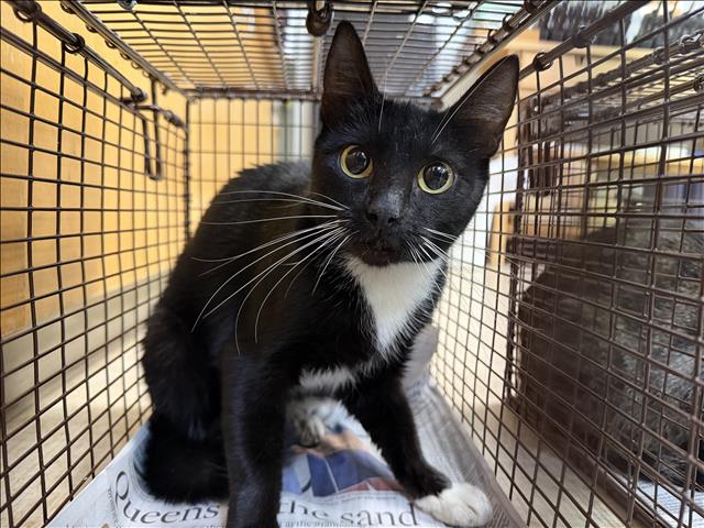 Shelter Stray Female Cat last seen , 957 N Gaffey St, San Pedro, CA 90731, USA