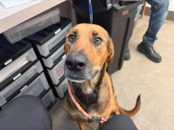 Shelter Stray Female Dog last seen , 4000 N Silverbell Rd, Tucson, AZ 85745, USA