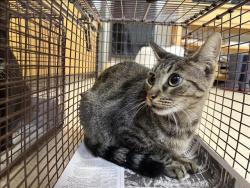 Shelter Stray Female Cat last seen , 957 N Gaffey St, San Pedro, CA 90731, USA