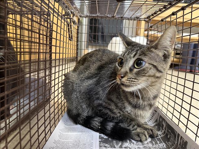 Shelter Stray Female Cat last seen , 957 N Gaffey St, San Pedro, CA 90731, USA