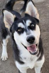Shelter Stray Male Dog last seen Near BLOCK SNOW RD, BAKERSFIELD CA 93314, 3951 Fruitvale Ave, Bakersfield, CA 93308, USA