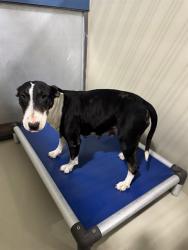 Shelter Stray Female Dog last seen Near BLOCK VINELAND RD, BAKERSFIELD CA 93307, 3951 Fruitvale Ave, Bakersfield, CA 93308, USA