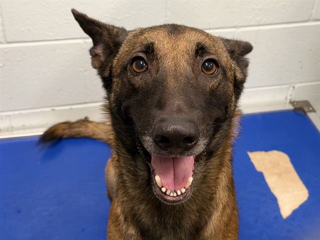 Shelter Stray Male Dog last seen HILLDALE/WALLICK RD, SORRENTO, 12280 County Rd 448, Tavares, FL 32778, USA