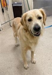 Shelter Stray Male Dog last seen Near BLOCK BIG VALLEY CT, RIVERSIDE, CA 92503, 6851 Van Buren Boulevard, Jurupa Valley, CA 92509, USA