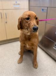 Shelter Stray Female Dog last seen Near BLOCK BIG VALLEY CT, RIVERSIDE, CA 92503, 6851 Van Buren Boulevard, Jurupa Valley, CA 92509, USA
