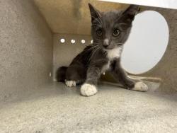 Shelter Stray Female Cat last seen Near BLOCK 60TH ST, JURUPA VALLEY, CA, 6851 Van Buren Boulevard, Jurupa Valley, CA 92509, USA