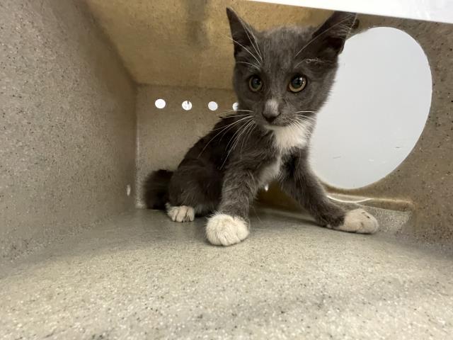 Shelter Stray Female Cat last seen Near BLOCK 60TH ST, JURUPA VALLEY, CA, 6851 Van Buren Boulevard, Jurupa Valley, CA 92509, USA