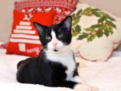 Shelter Stray Male Cat last seen CHARLOTTE, 8315 Byrum Dr, Charlotte, NC 28217, USA