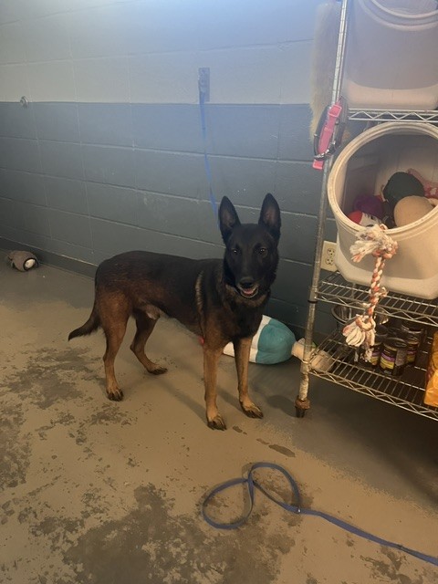 Shelter Stray Male Dog last seen Near BLOCK MARCH RD, TALLAHASSEE FL 32311, 1125 Easterwood Dr, Tallahassee, FL 32311, USA