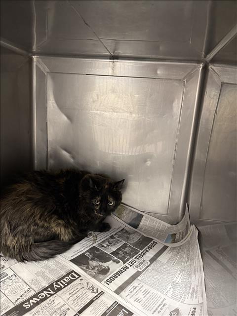Shelter Stray Female Cat last seen , West Valley Animal Shelter, 20655 Plummer St, Chatsworth, CA 91311, USA