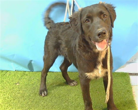 Shelter Stray Male Dog last seen , 216 W Victoria St, Gardena, CA 90248, USA
