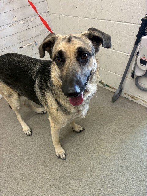 Shelter Stray Female Dog last seen W RANDALL AVE X N PEPPER AVE, 333 Chandler Pl, San Bernardino, CA 92408, USA