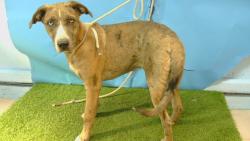 Shelter Stray Female Dog last seen , 216 W Victoria St, Gardena, CA 90248, USA