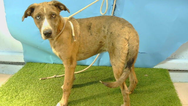 Shelter Stray Female Dog last seen , 216 W Victoria St, Gardena, CA 90248, USA