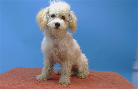 Shelter Stray Male Dog last seen , 216 W Victoria St, Gardena, CA 90248, USA