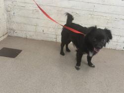 Shelter Stray Male Dog last seen Near BLOCK E SONORA DR, 333 Chandler Pl, San Bernardino, CA 92408, USA