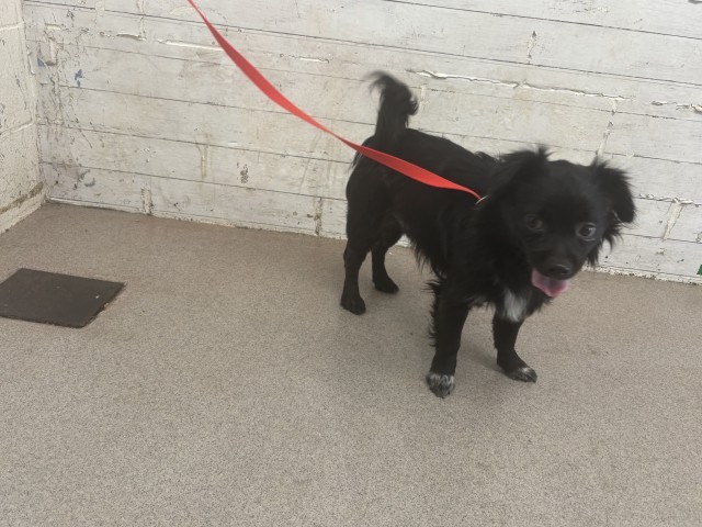 Shelter Stray Male Dog last seen Near BLOCK E SONORA DR, 333 Chandler Pl, San Bernardino, CA 92408, USA