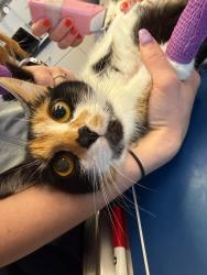 Reunited Female Cat last seen Liverpool rd, Newmarket, ON 