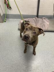 Shelter Stray Male Dog last seen Near, 5001 E Raymond St, Indianapolis, IN 46203, USA