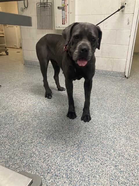 Shelter Stray Female Dog last seen Near BLK W BROADWAY LONG BEACH CA 90802, 7700 E Spring St, Long Beach, CA 90815, USA