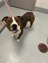 Shelter Stray Male Dog last seen Near, 5001 E Raymond St, Indianapolis, IN 46203, USA