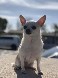 Reunited Female Dog last seen 45th Ave and Morten Ave, Glendale, AZ 85301
