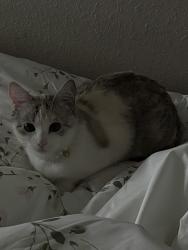 Reunited Female Cat last seen 3rd St & Southern Ave, Phoenix, AZ 85040, Phoenix, AZ 85040