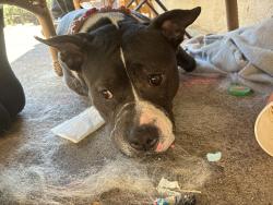 Found/Stray Female Dog last seen Hegerman and Disston, Philadelphia, PA 19135