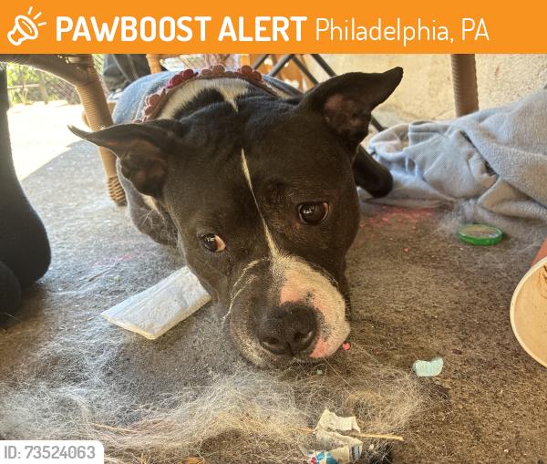 Found/Stray Female Dog last seen Hegerman and Disston, Philadelphia, PA 19135