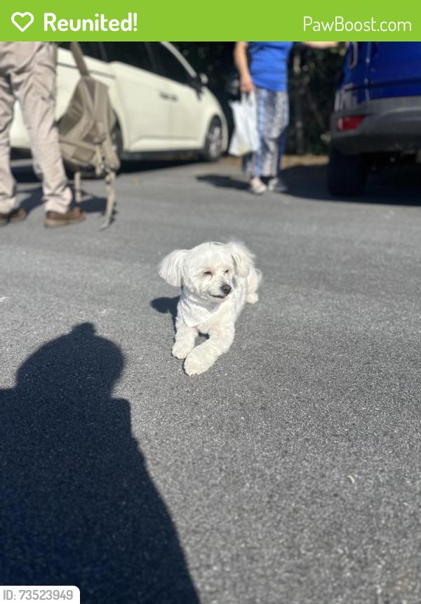 Reunited Female Dog last seen Near quick trip/ in front of a church, Carrollton, GA 30116