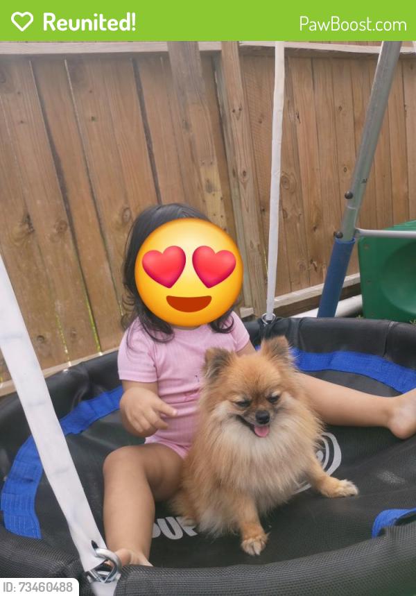 Reunited Female Dog last seen Carbridge Dr, Houston, TX 77084, USA, Houston, TX 77084