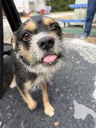Found/Stray Male Dog last seen At Penny Thrift, Stanley, NC 28164
