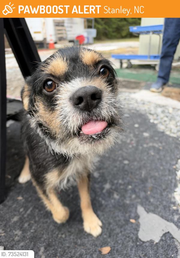 Found/Stray Male Dog last seen At Penny Thrift, Stanley, NC 28164