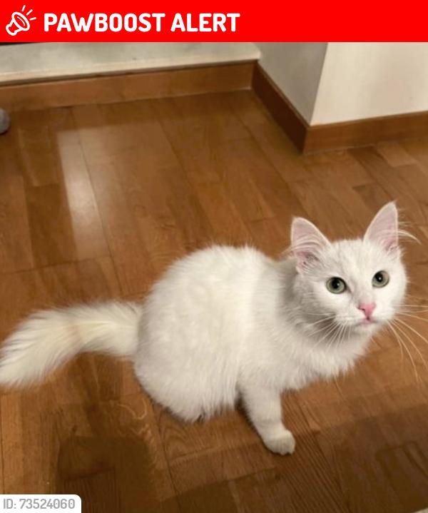 Lost Female Cat last seen Starbuks, Downderry, England PL11 3LZ
