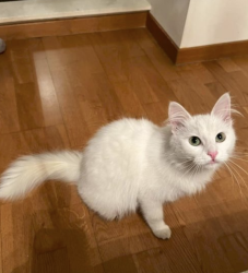 Lost Female Cat last seen Starbuks, Downderry, England PL11 3LZ