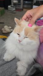 Reunited Female Cat last seen 30th and edgerton, Greenfield, WI 53221