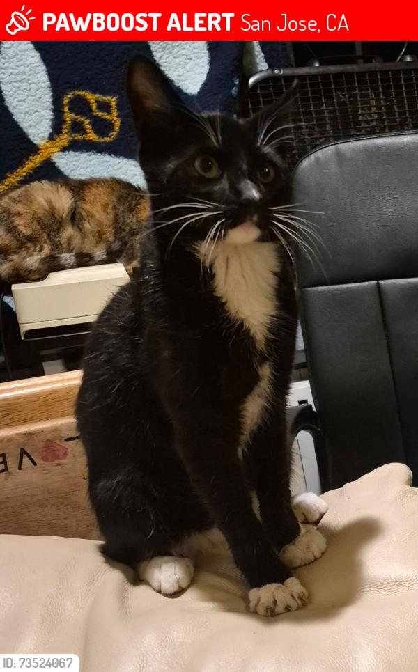 Lost Male Cat last seen Capital , Aborn, white road., San Jose, CA 95148