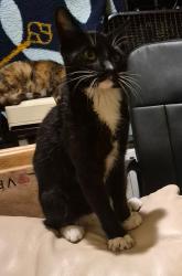 Lost Male Cat last seen Capital , Aborn, white road., San Jose, CA 95148