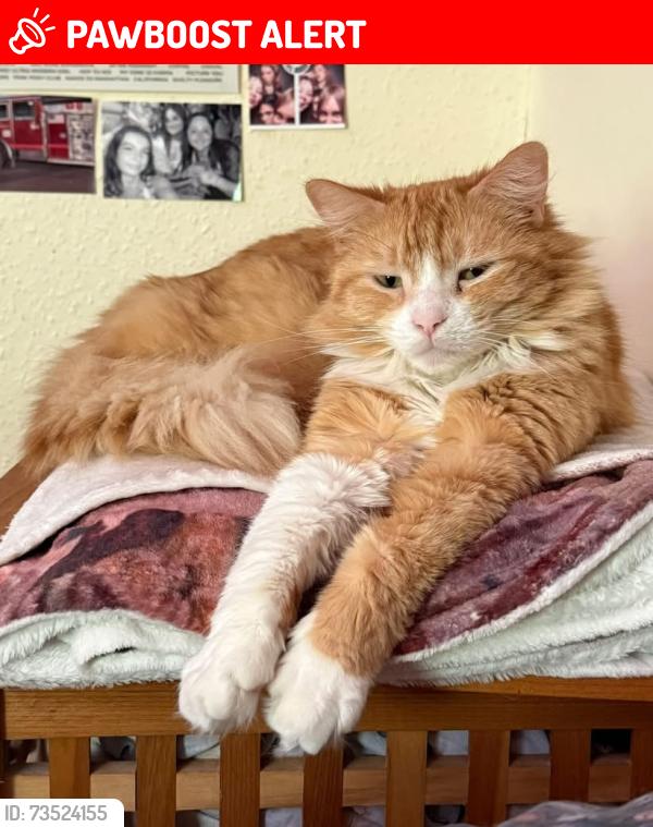 Lost Female Cat last seen Ingrow lane, West Yorkshire, England 