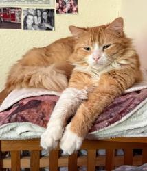 Lost Female Cat last seen Ingrow lane, West Yorkshire, England 